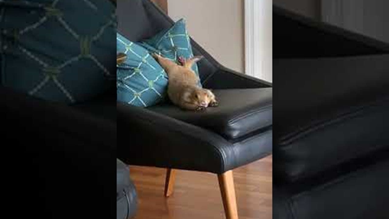 Prairie Dog Uses Pillow to Stretch ViralHog