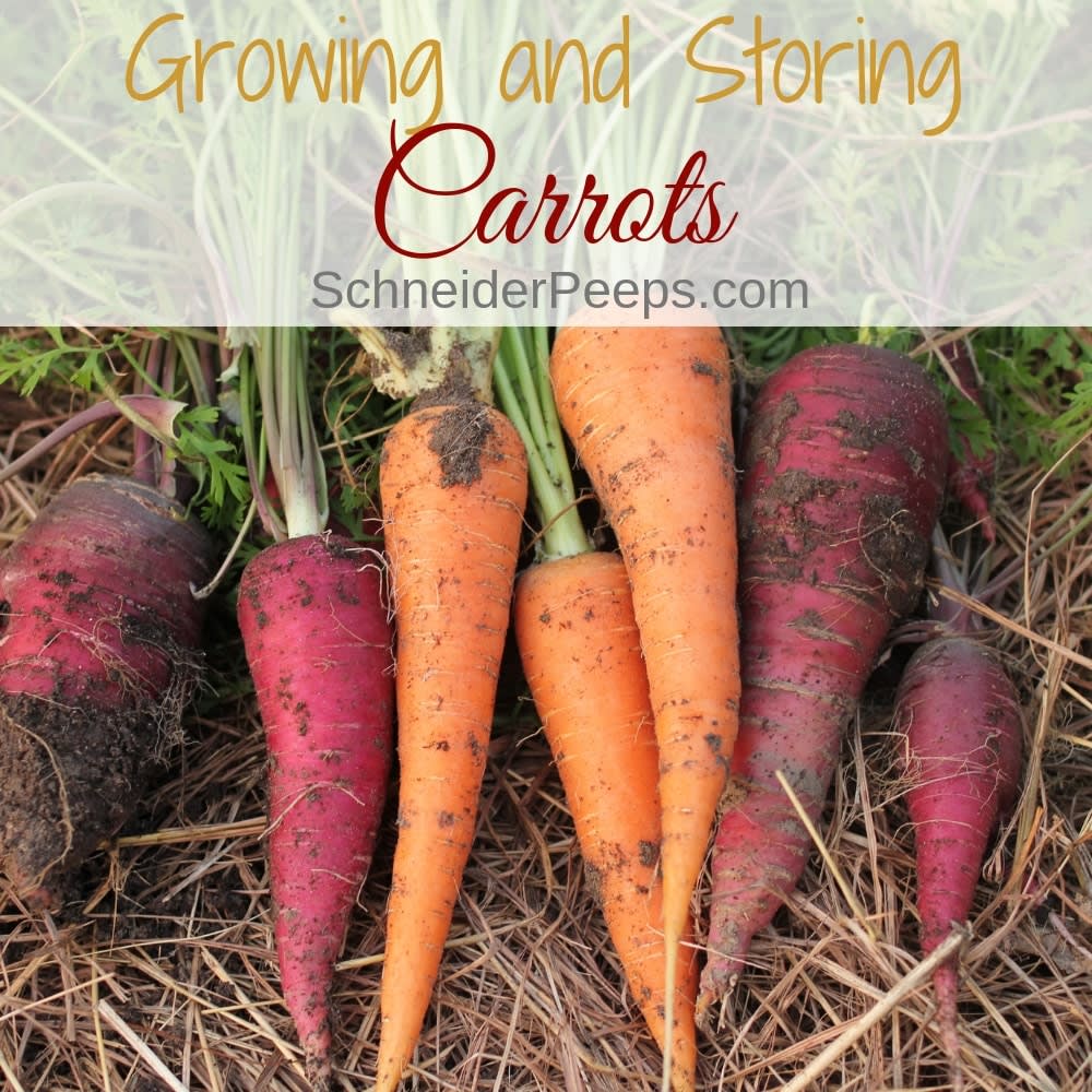 Ultimate Guide to Growing and Using Carrots