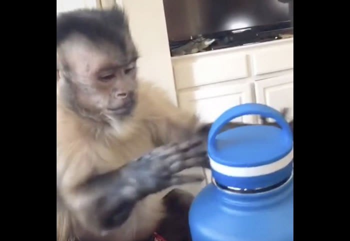 Monkey unboxes a new water bottle, consults user manual