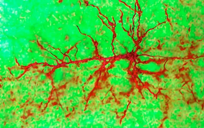 The Adult Brain Does Grow New Neurons After All, Study Says
