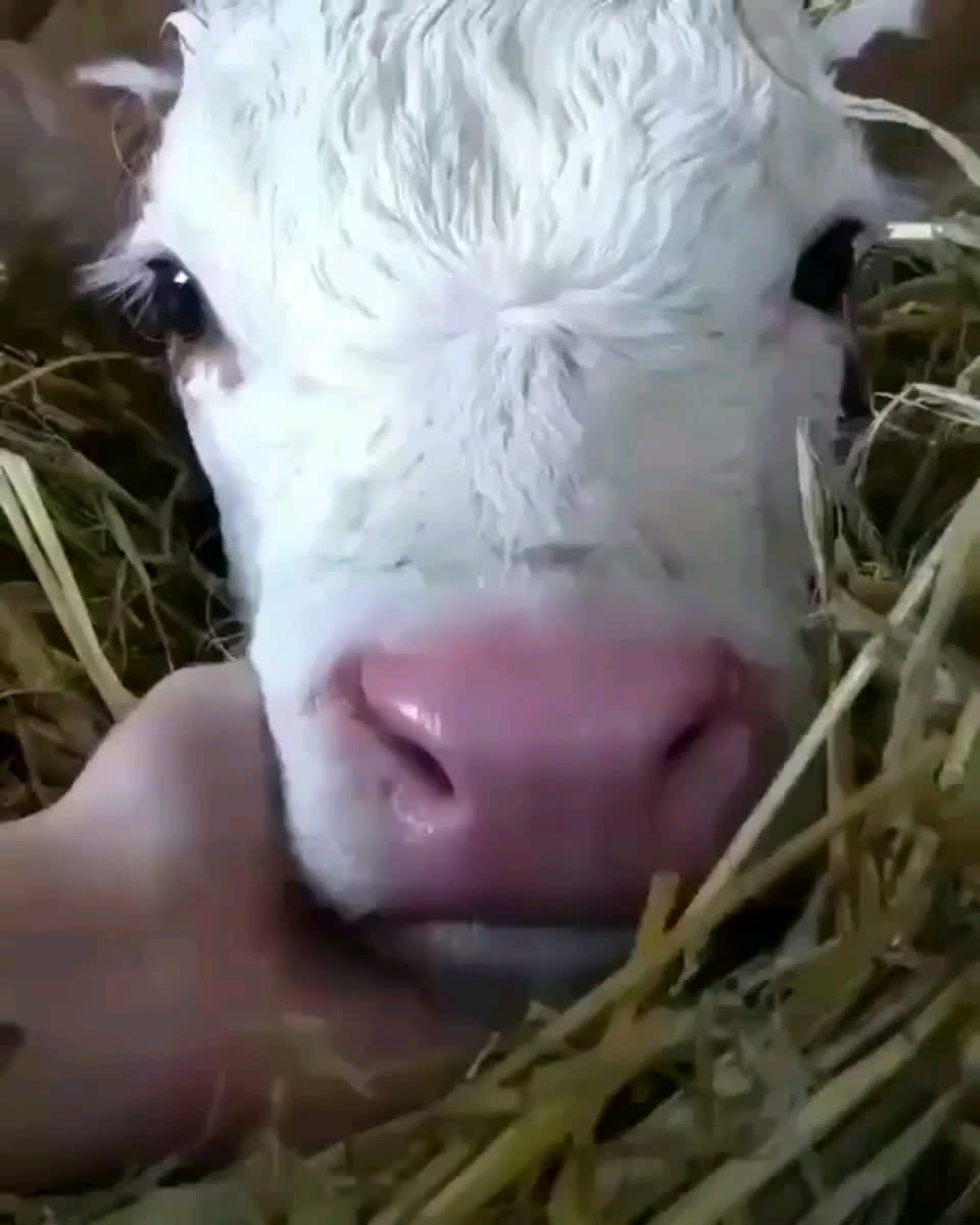 I think cows are underrated. Just look at that lil face!