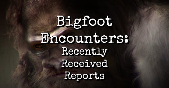 Bigfoot Encounters: Recently Received Reports