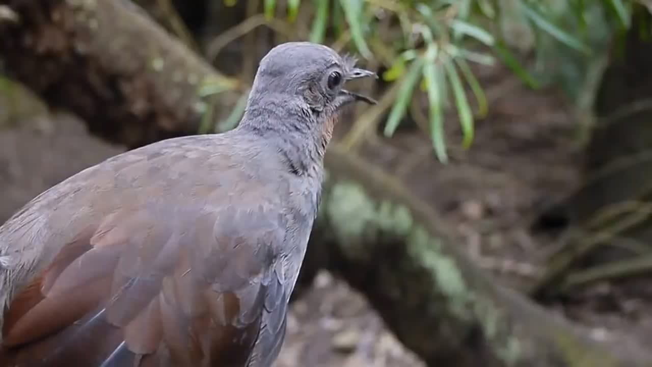 The Superb Lyrebird has the ability to accurately mimic any natural and artificial sounds from their environment. In this video it imitates Kookaburras, birds taking flight, dogs barking, car alarms going off, cars driving past, camera shutters, zippers, chainsaws, laser guns, and even human voices.