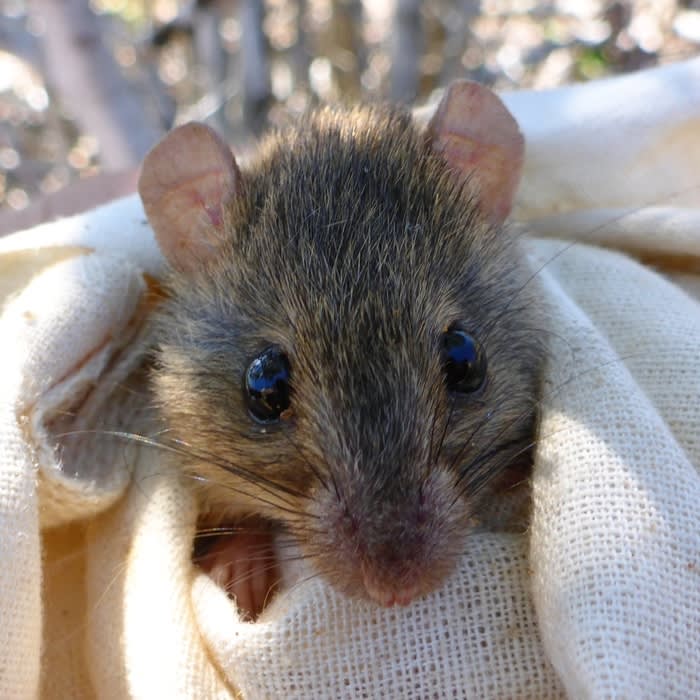 For the first time, a mammal species is extinct because of human-induced climate change