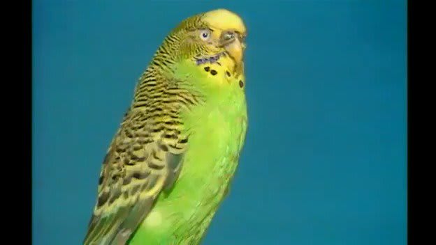 OnThisDay 1986: Mrs Williams and her champion ex-budgie, Sparkie appeared on Pet Watch. No, this is not Monty Python.