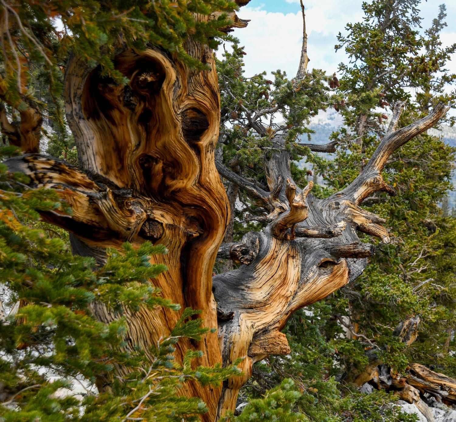Bristlecone Pine in Great Basin NP, NV
