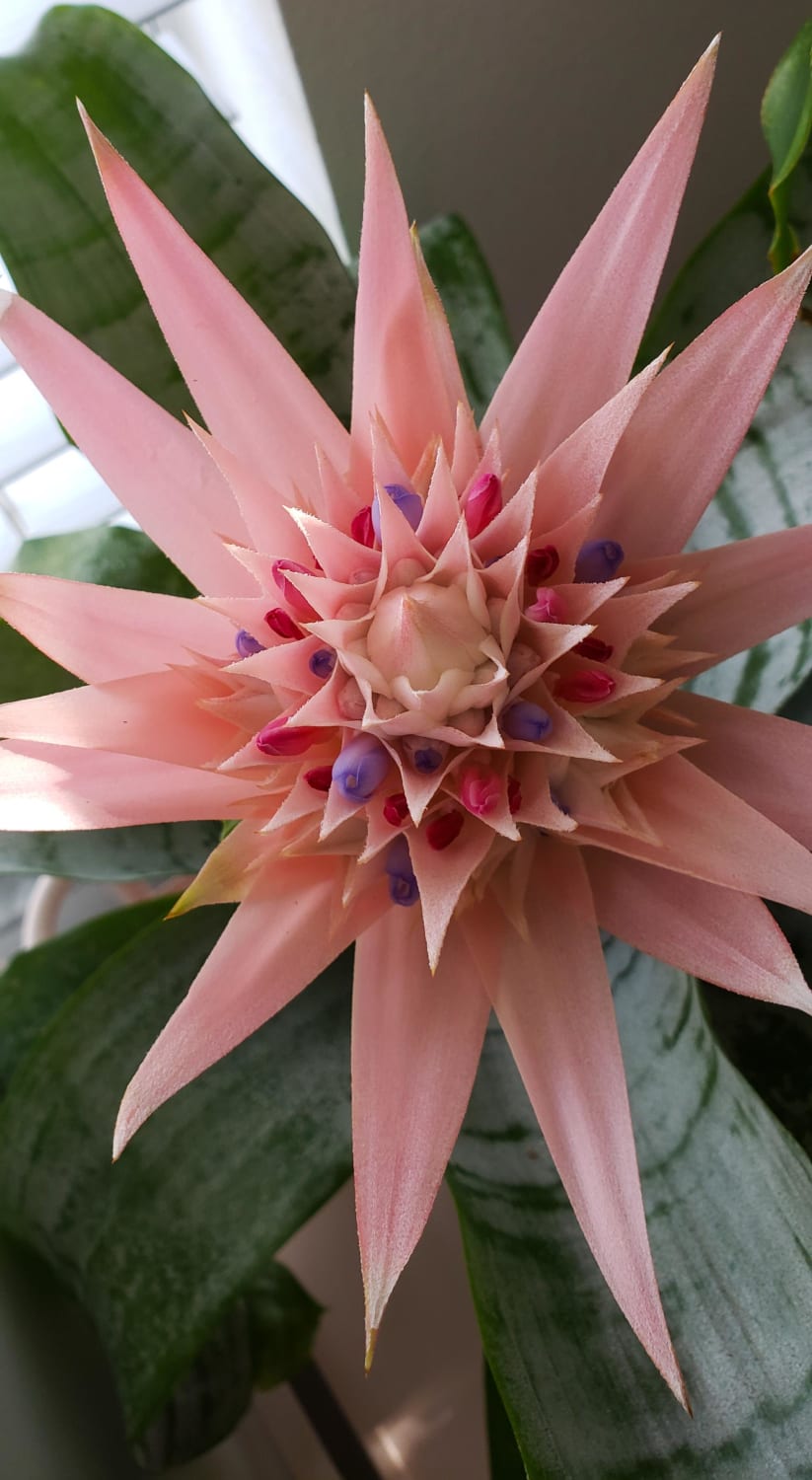 Servers are down at work so check out my Aechmea!