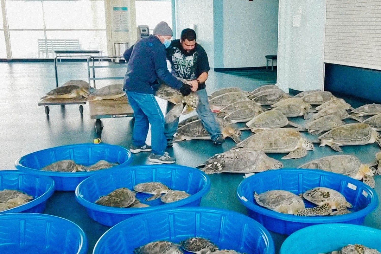 Texans Caught in the Blackout Are Rescuing Thousands of Sea Turtles From the Cold
