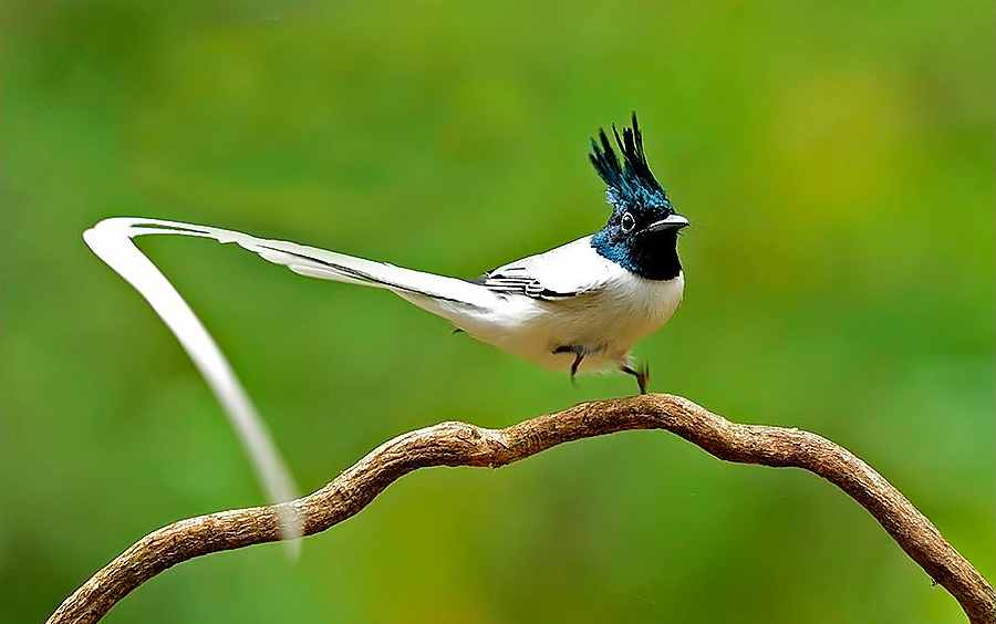 Most Beautiful Birds of India