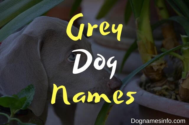 Unique Grey Dog Names: 250+ Famous Male and Female Names Ideas
