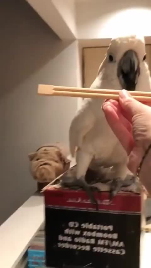 Cockatoo with personality