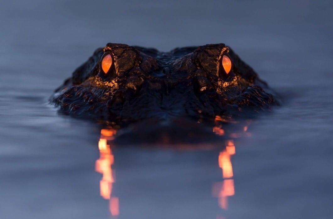 Crocodile eyes at Night