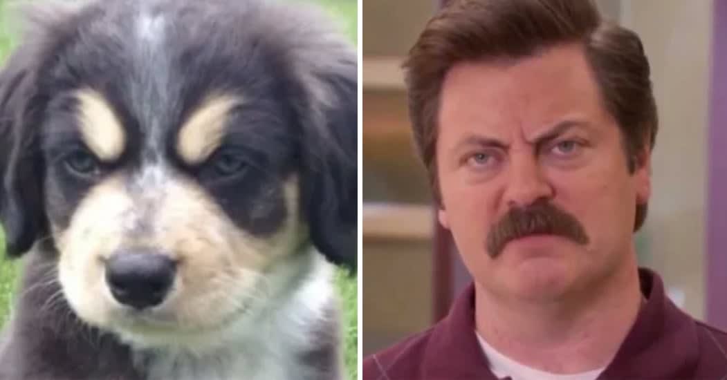 16 Dogs That Seriously Look Just Like Celebrities