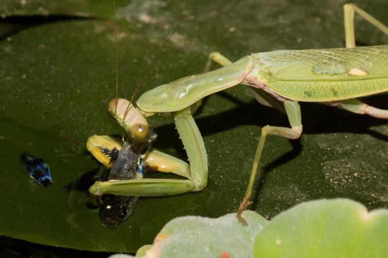 Praying Mantis Seen Hunting Fish for the First Time