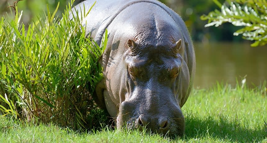 TIL that hippo sweat contains a chemical that has an SPF factor to prevent them from getting sunburned.