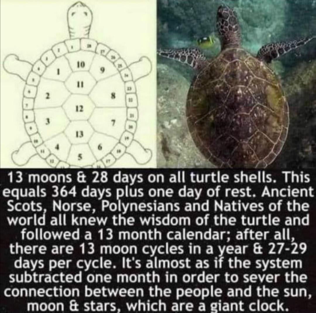 Turtle clock.