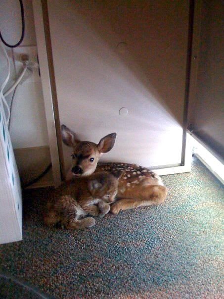 Heartwarming Moment: Fawn and Bobcat Find Friendship After Forest Fire