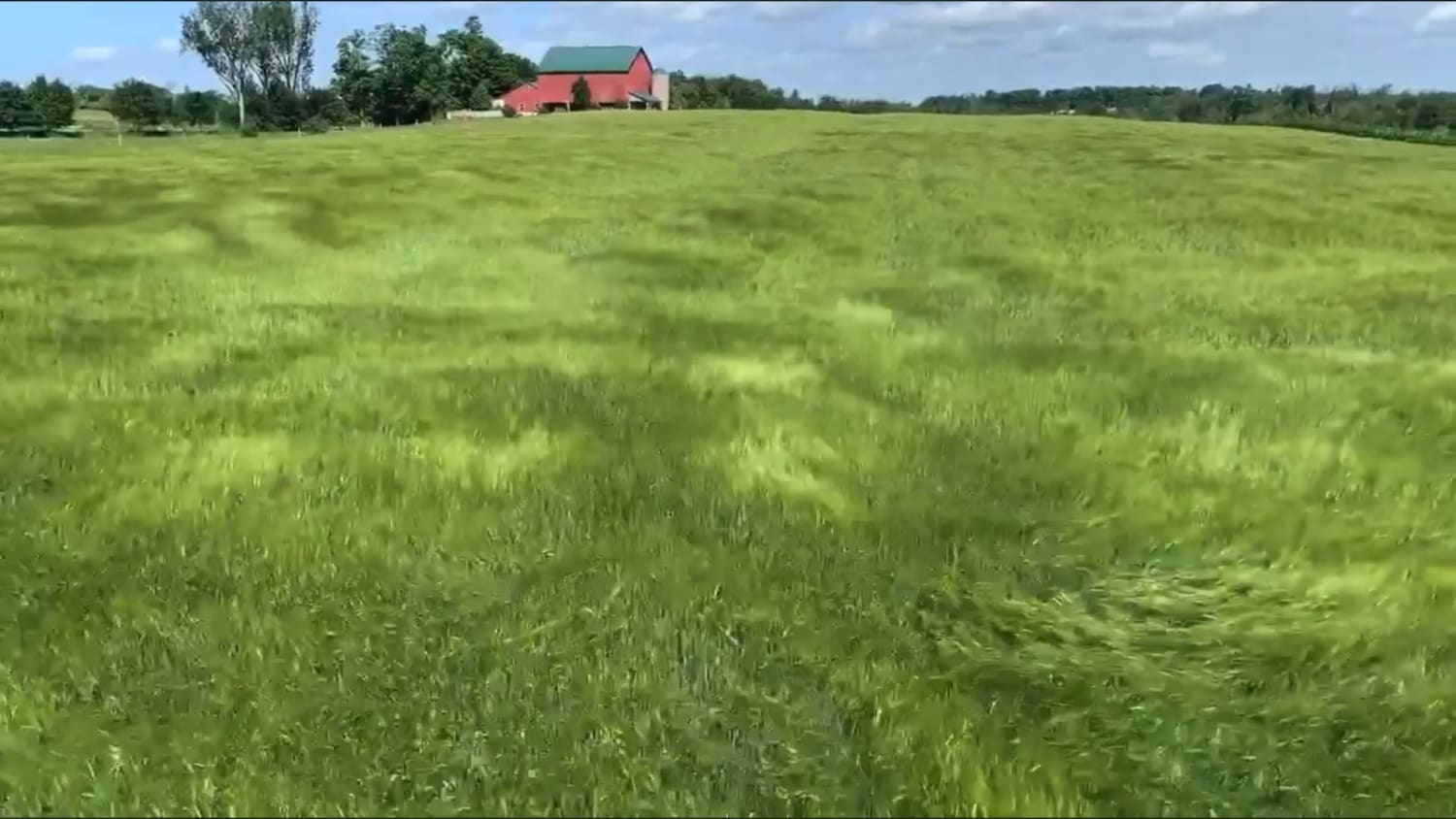 An ocean of barley in a strong breeze. (sound on) (credit: Farmer Tim)