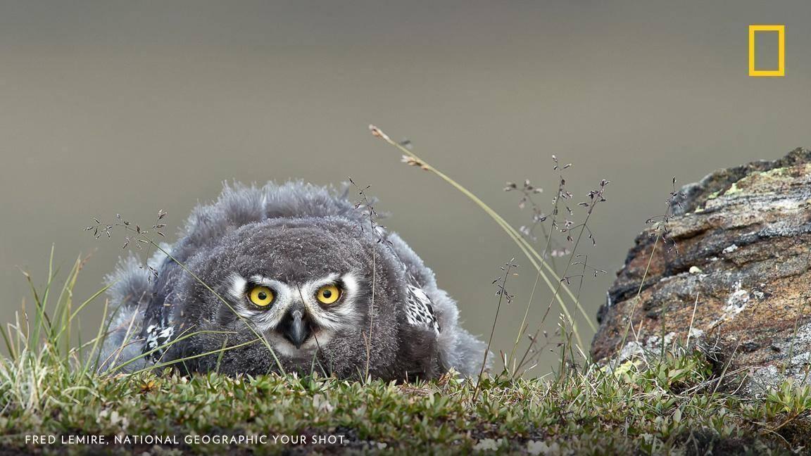 "This snowy owlet was just laying on top of a ridge on the Arctic tundra,” writes YourShot photographer Fred Lemire of his experience photographing in Iqaluit, Nunavut.