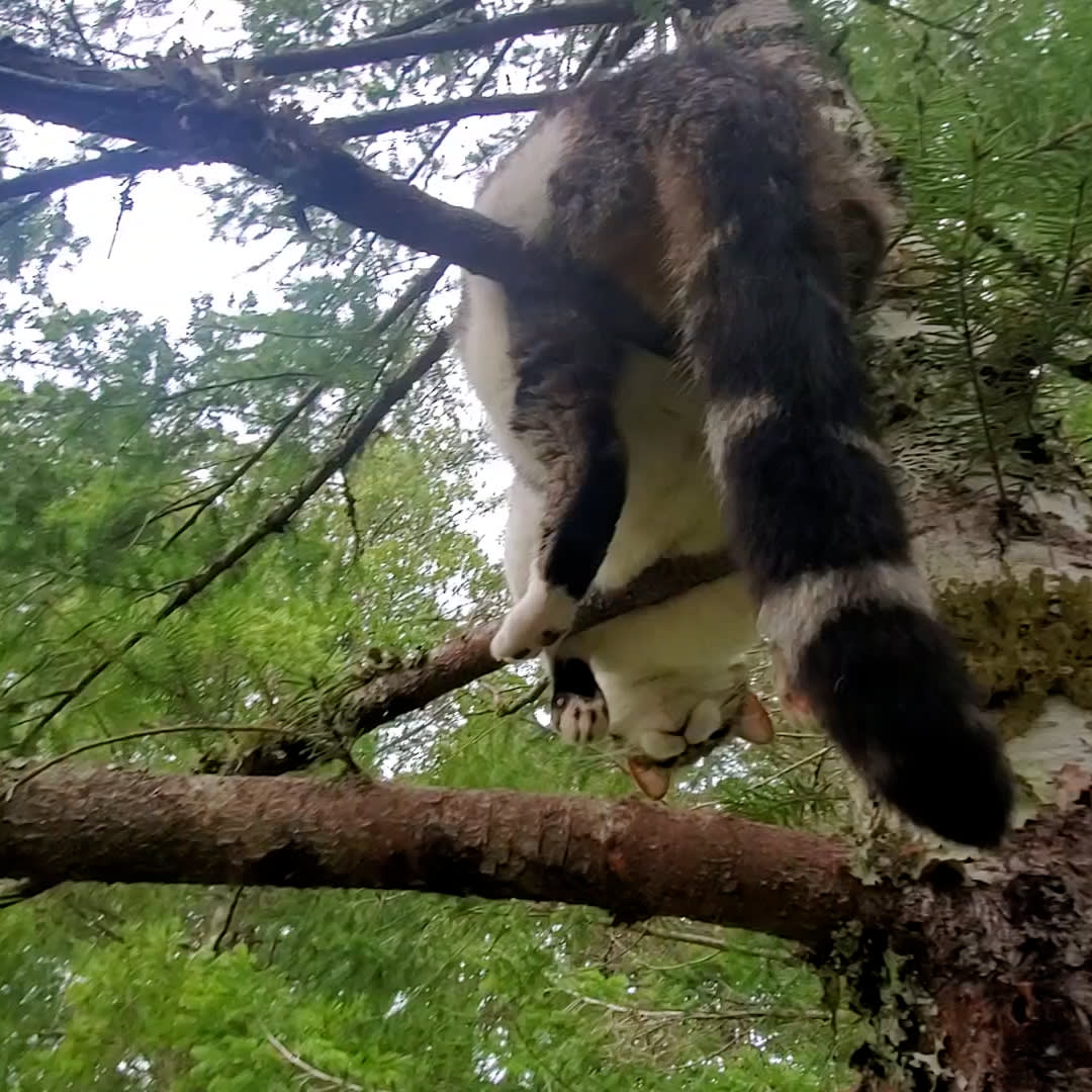 Guy climbs 50 feet up a tree to save a mischievous cat — wait for the moment he decides to grab him 😬