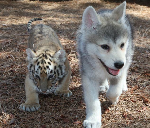 Little wolf and tiger