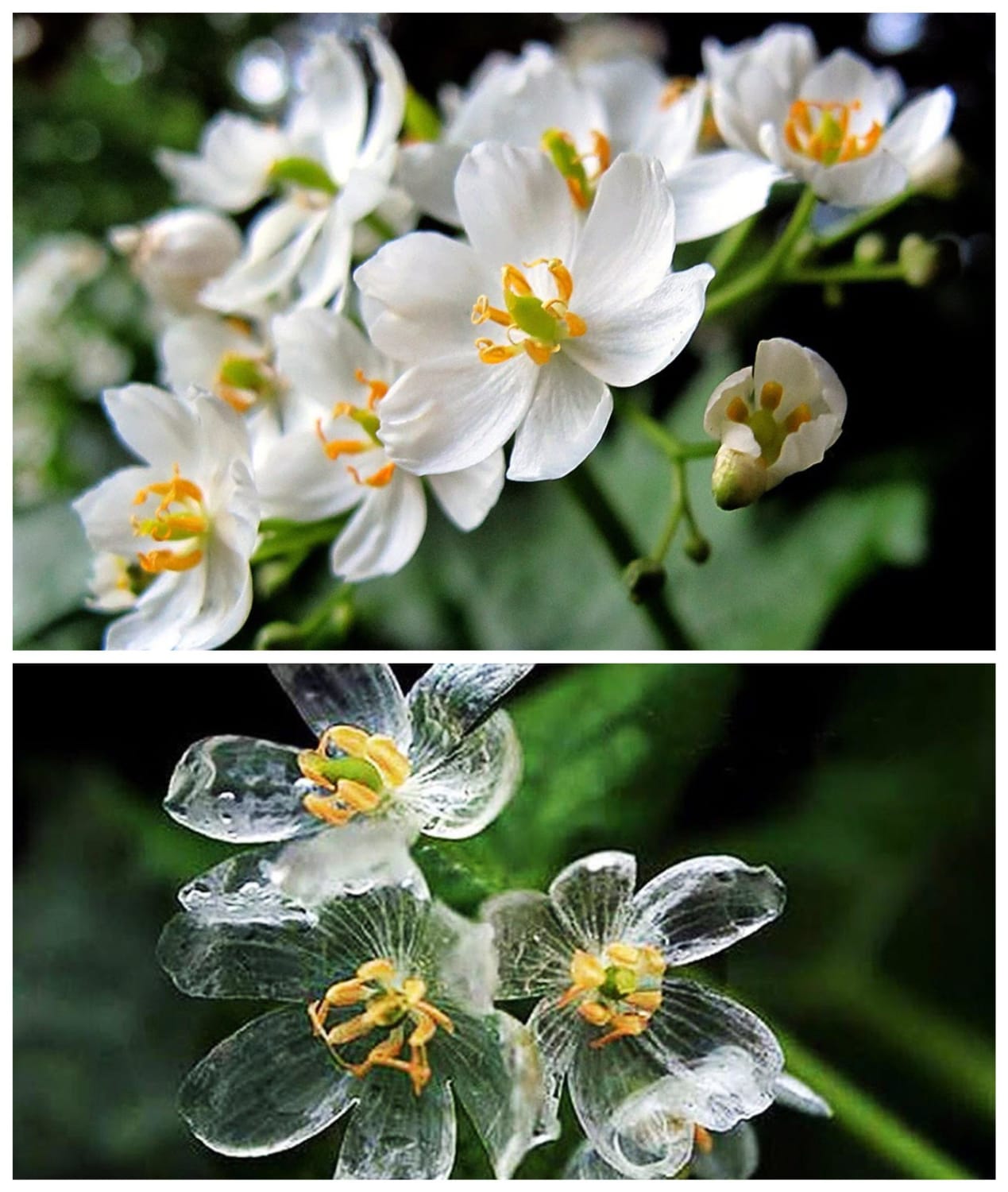 Skeleton flower petals become transparent during rain