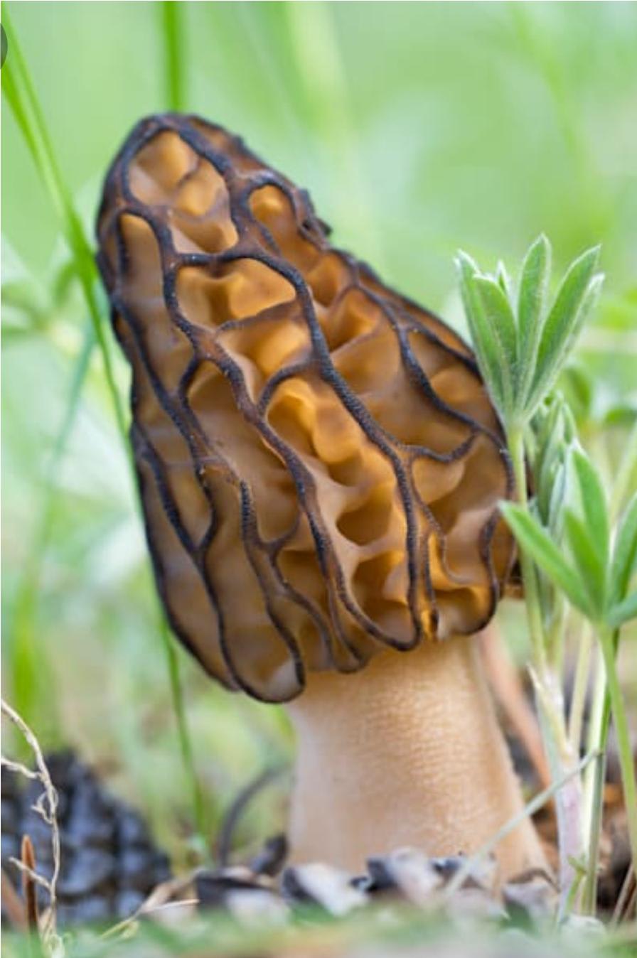 Morel Mushroom in Montana This was my introduction into photographing