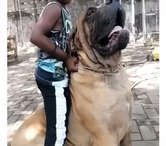 Small human or big dog? An English Mastiff