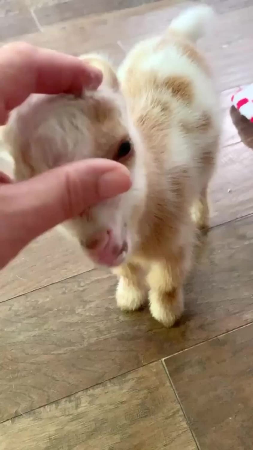 Baby goat has curly ears