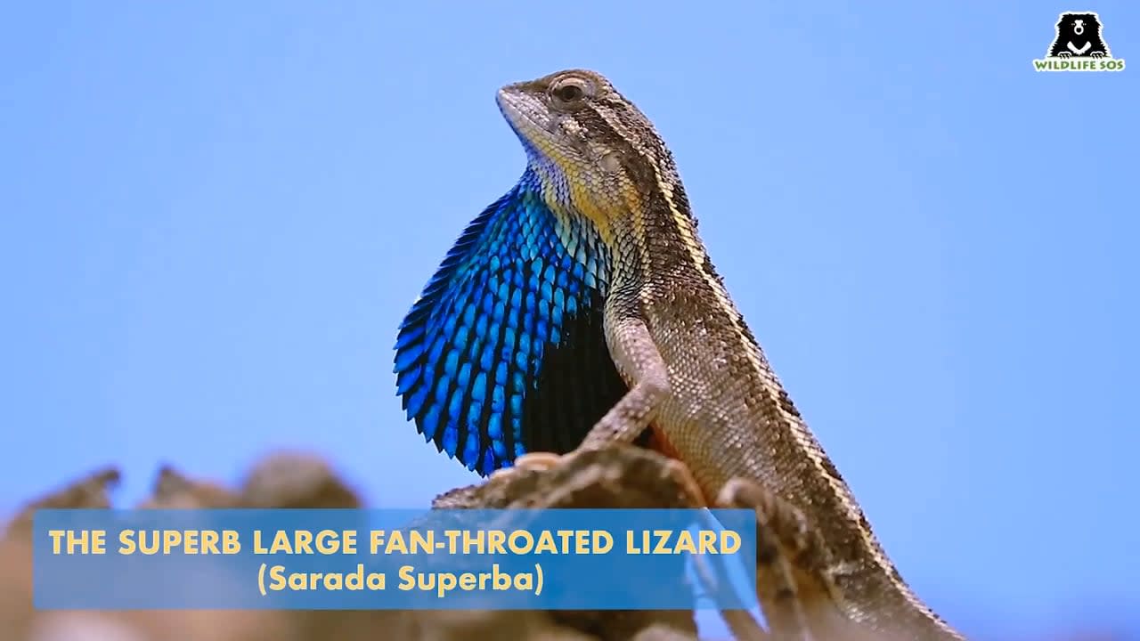 The superb large fan-throated lizard (Sarada superba), first scientifically described in 2016, is a species of agamid lizard found in Maharashtra, India. During the mating season, males will display their colorful fan-shaped dewlaps to attract females.