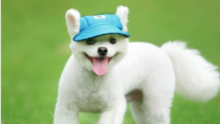 Protect Your Precious Pup From the Sun With Their Own Little Baseball Cap
