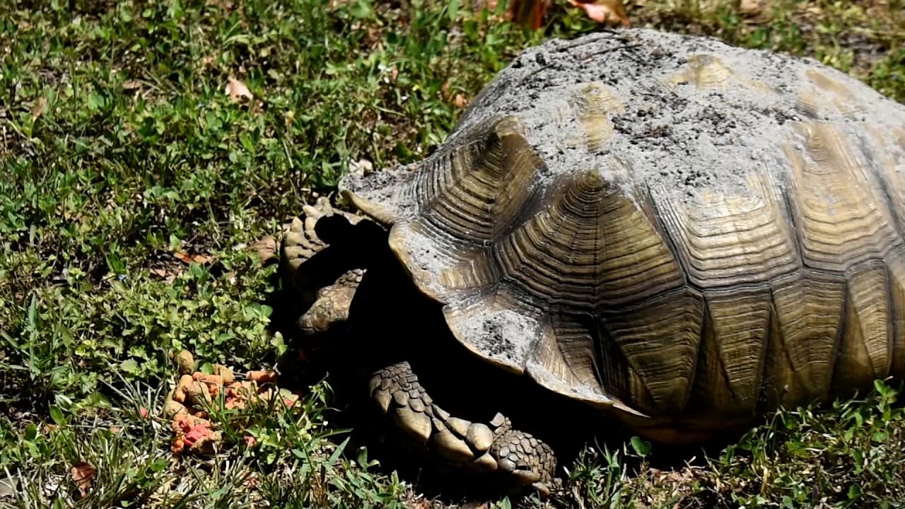 Update and Care Treatment for Tank the Sulcata Tortoise After Injury