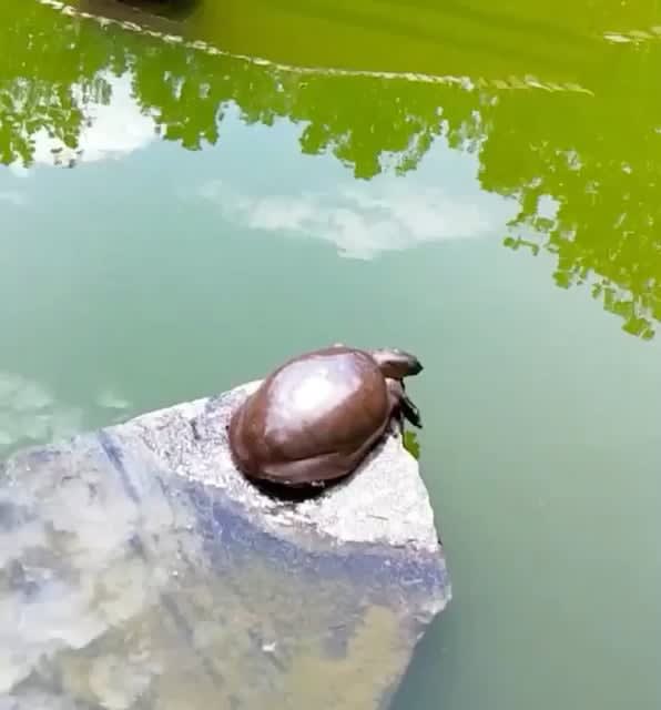 A turtle enjoying a nice little morning stretch by the creek