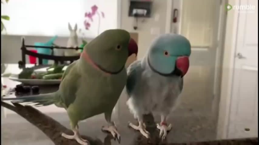 Parrots talk to one other like humans