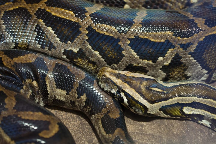 Massive Burmese python close to 18 feet long captured by snake hunter in Florida