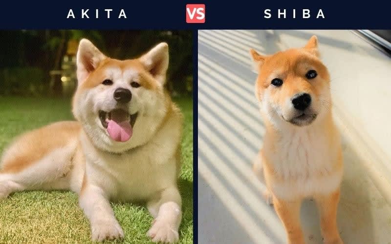 What are The Differences Between an Akita Inu and a Shiba Inu? Two Fascinating Breeds
