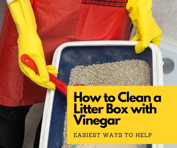 How to Clean a Litter Box with Vinegar: 4 Simple Steps