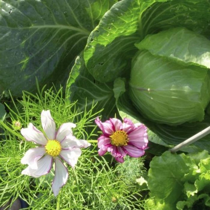 Best Vegetable Companion Planting Guide