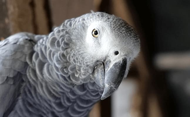 African Grey Parrot said Happy Birthday and plays the song on her piano