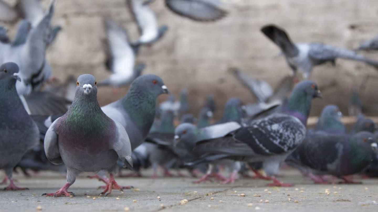 15 Incredible Facts About Pigeons