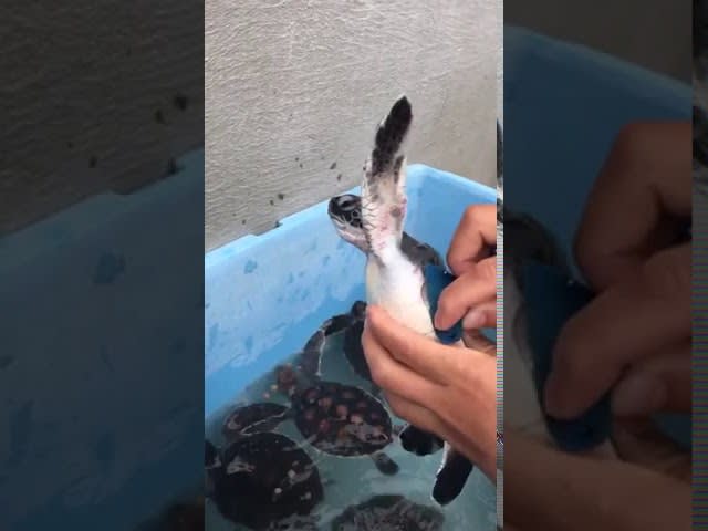 Baby Turtle Relaxes and Enjoys While Receiving Shell Scrub - 1029107