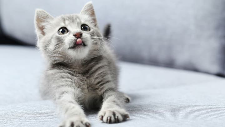 The 10 Most Popular Cat Names of 2019