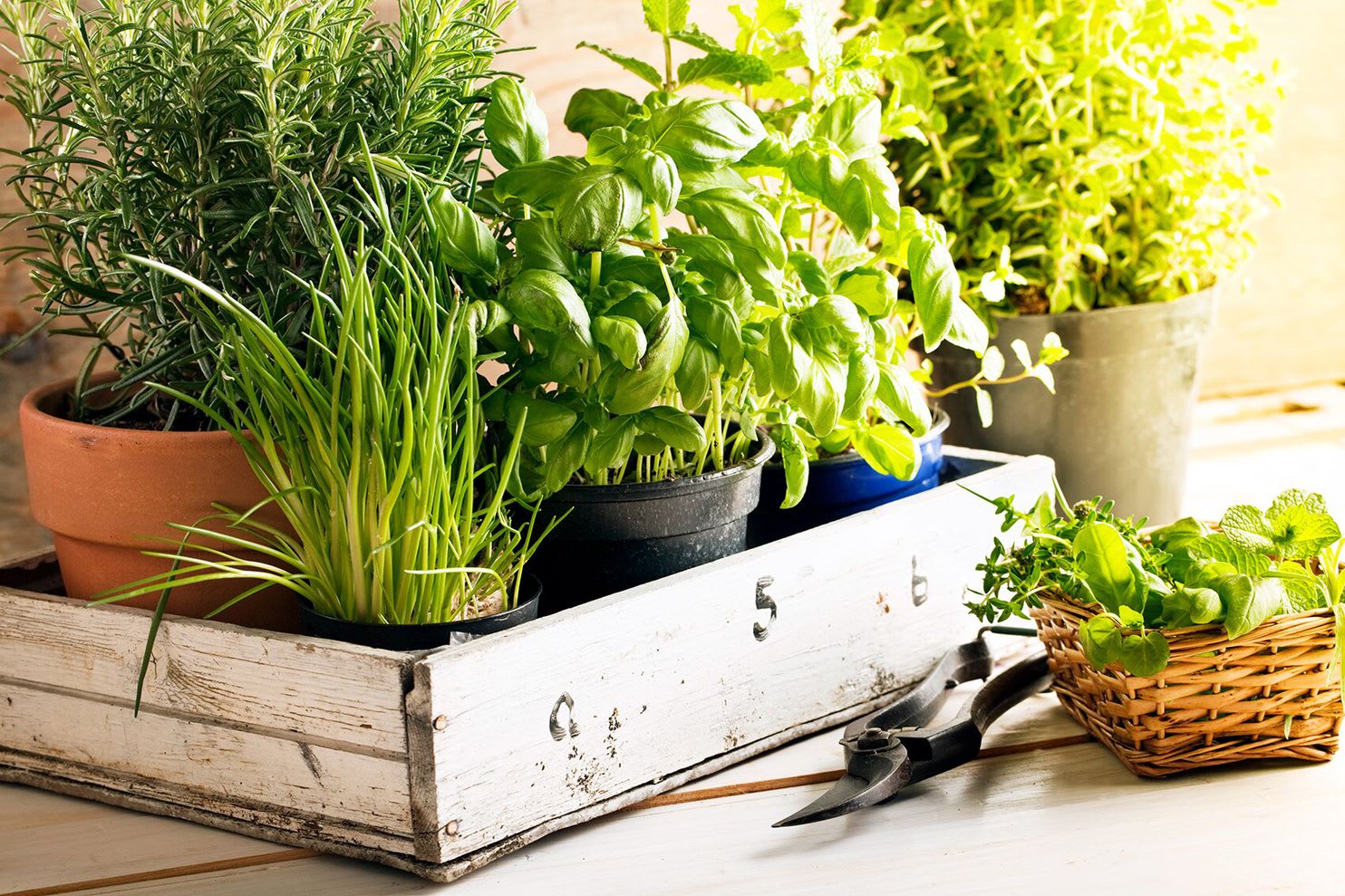 When life gives you herbs by the fistful, put them to use in sauces, salads and drinks