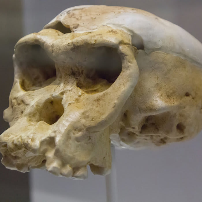 Neanderthals: Facts About Our Extinct Human Relatives