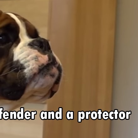 Boxer Dog Breed Information - Dog Breeds
