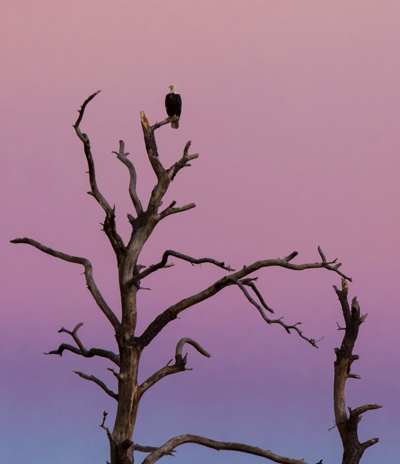 Eagle atop dead pine. Dorchester County, Maryland.