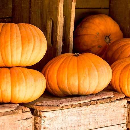 5 Tips for Picking the Best Pumpkin at the Patch