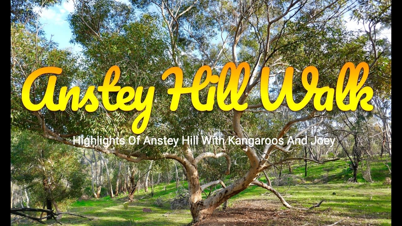 Highlights Of Anstey Hill With Kangaroos And Cute Joey