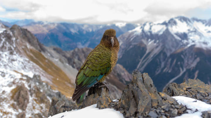 Vandal Parrot Exhibits Behavior Previously Only Seen In Primates