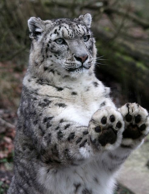 The paws of a very fluffy and photogenic Snow Leopard